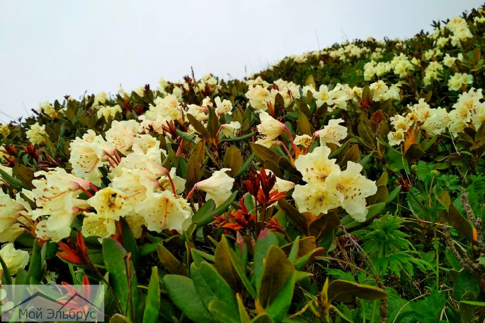 В Приэльбрусье цветут рододенроны